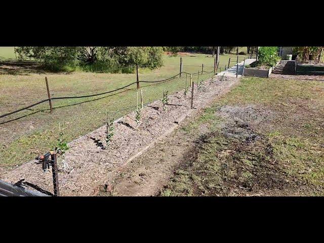 Growing Feijoa as a Hedge Screen from cuttings.