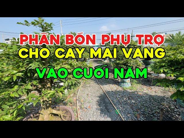 Phân Bón hỗ trợ cho cây Mai Vàng vào cuối năm - cây có chơi Tết 2025 : phân bánh dầu, kali, canxibo.