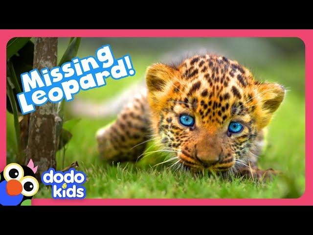 Where Is This Wild Leopard Cub’s Mom? | Dodo Kids | Rescued!