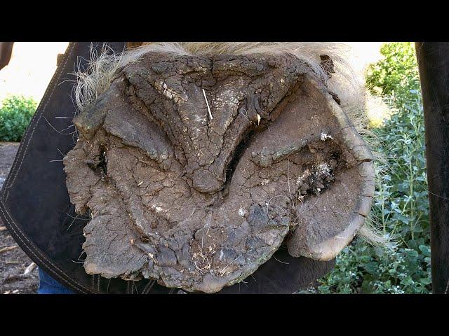 These Hooves Were in Terrible Condition! Massive Draft Horse Hoof Restoration Part 2 - So Satisfying