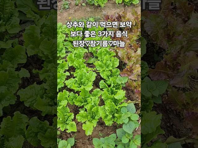상추와 같이 먹으면 보약보다 #좋은음식3가지#건강밥상