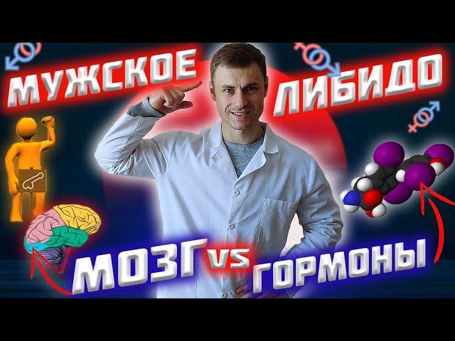 Мужское либидо. Мозг VS гормоны!