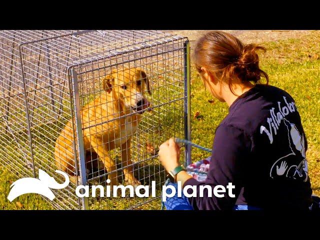 Mariah's Nail Biting Dog Rescue Mission | Pit Bulls & Parolees | Animal Planet