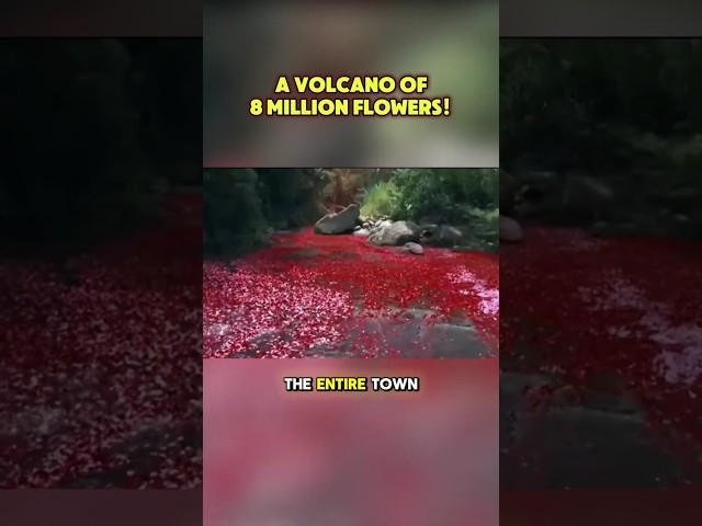 What if nature’s fury turned into beauty?  #FlowerVolcano #NatureMeetsArt