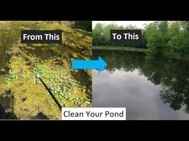 How to clean up your pond from algae and unwanted vegetation.