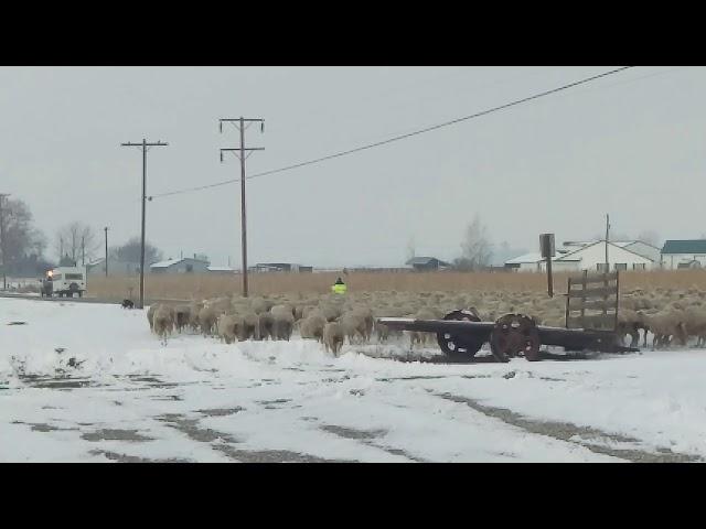 Emmett Sheep herding 12-29-2017