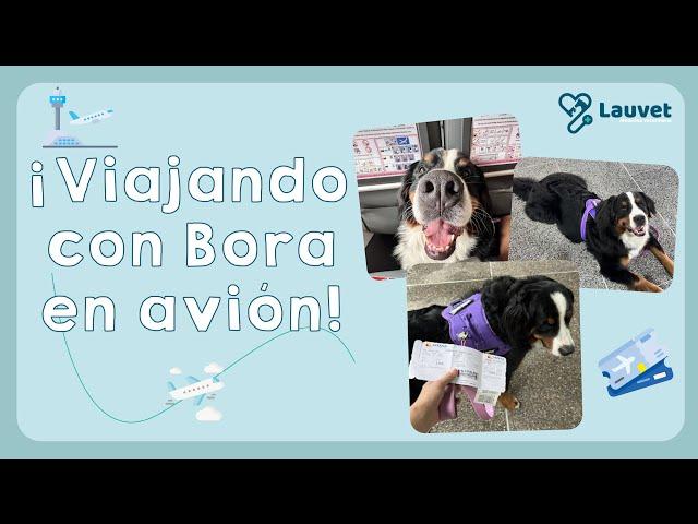 VIAJANDO CON MI PERRO DE 47 KG EN AVIÓN - Lauvet