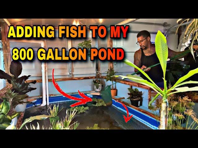 ADDING FISH TO MY 800 GALLON POND!!