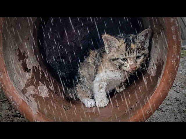 Abandoned in the rain, Poor kitten was trembling and begging for help, Shrink to protect yourself