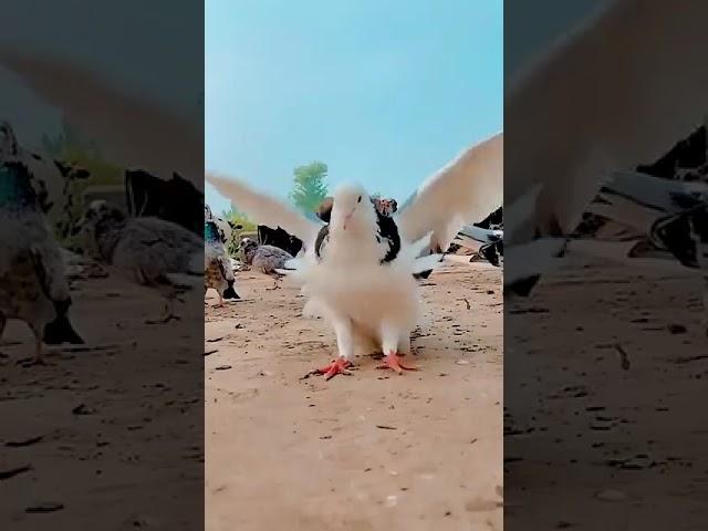 Dushyant__Kumar___Rajput__️️️️️️️️____