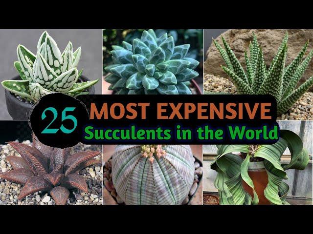 25 Most Expensive Succulents in the World | Rare and Expensive Succulent Plants| Plant and Planting