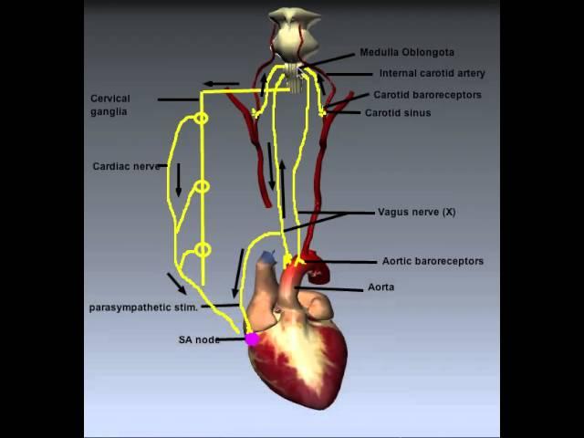 Cardiovascular System: Control of Heart Rate