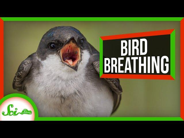 Reptiles' Breathing Hack Helped Birds Dominate the Air