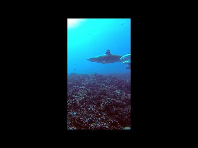 Silvertip shark went hunting near Fakarava Atoll. An aggressive, powerful apex predator.