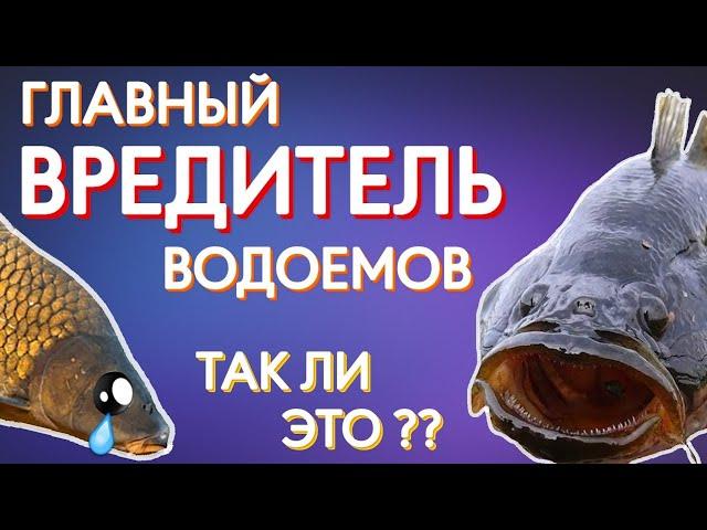 Ротан - главный вредитель водоемов? Так ли это?