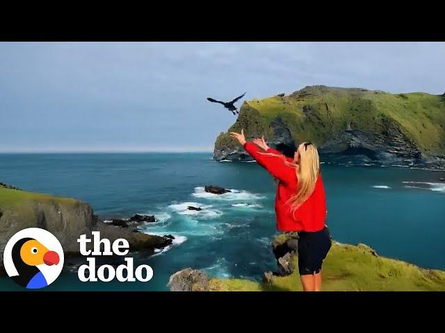 People Are Throwing Puffins Off Cliffs To Save Them | The Dodo