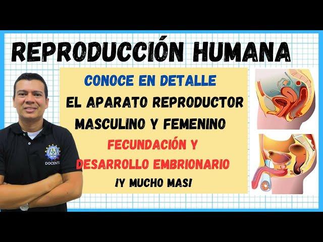 LA REPRODUCCION HUMANA. SISTEMA O APARATO REPRODUCTOR MASCULINO Y FEMENINO . FECUNDACI, EMBRIONARIO