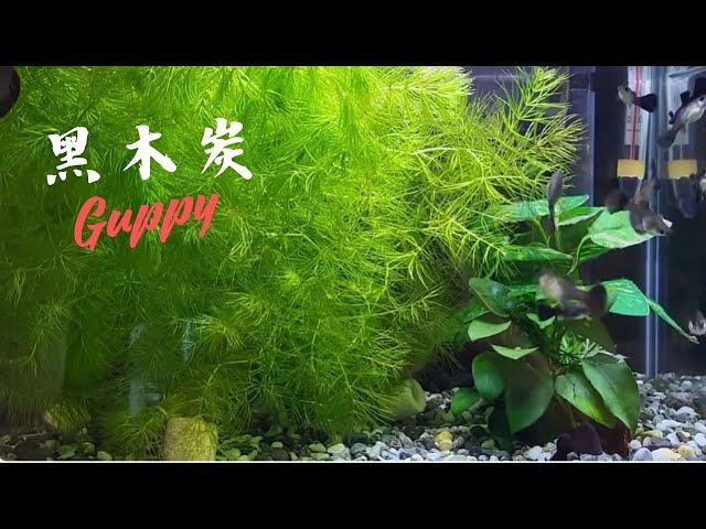 ＜水族趣＞黑木炭｜品系孔雀魚｜Black Carbon Guppy｜Poecilia reticulata 2022/05/05