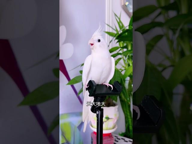 的精彩视频 #parrot