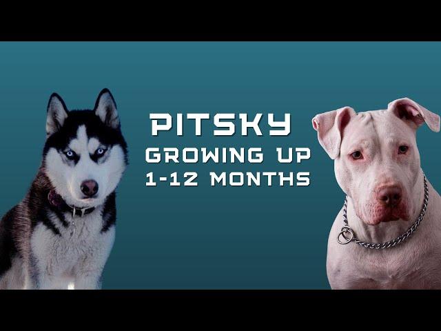 Pitbull & Huksy Mix GROWING UP "1year in 1minutes!" PITSKY