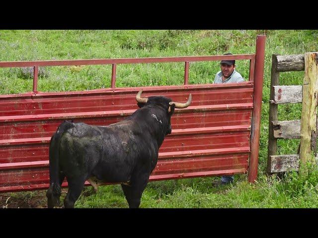 JAF Bulls - The Such Dangerous Work In The Open Field - O Tal Trabalho Perigoso Em Campo Aberto