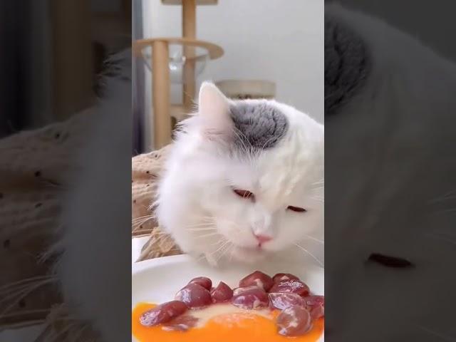 #highlights #meat #cute #kitten #catlover #eating #pets #highlights #cutecat #food#pets