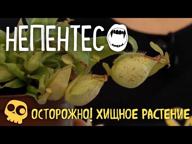 Непентес НАСЕКОМОЯДНОЕ растение. Ухаживаем за этим хищником. БотаникLIVE