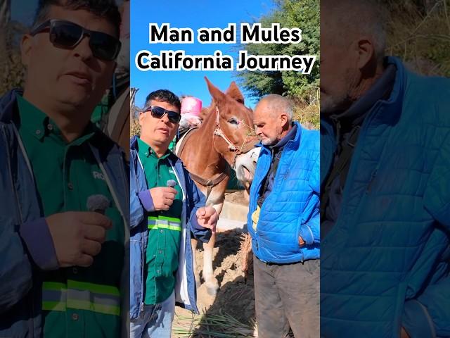 Man and Mules California Journey
