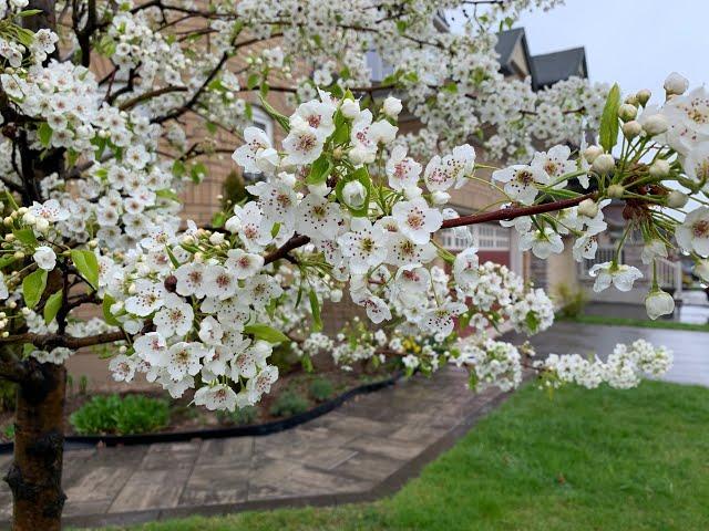 【Ellen爱生活 】庭院春雨 (Rain in Spring). 多伦多的 春天，春雨，梨树，紫荆......（ flowering pear trees,  redbud and ext...)