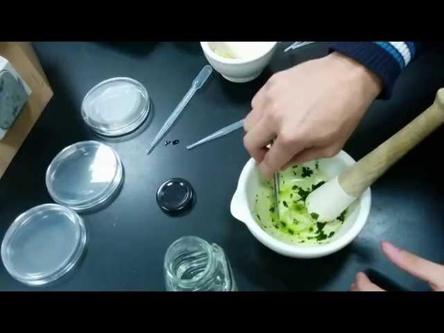 AS Biology Unit 3- Antimicrobial properties of mint and garlic practical