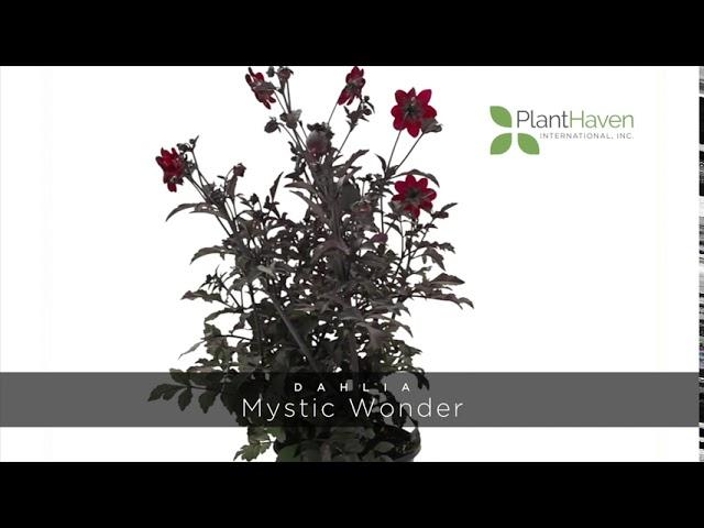 PlantHaven 360 Video - Dahlia MYSTIC DAHLIAS™ Mystic Wonder