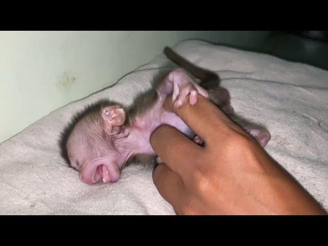 NEWBORN BABY MONKEY ANGRY