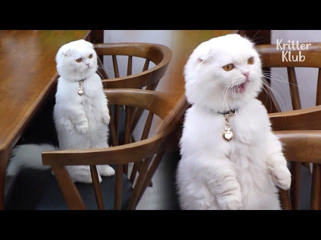 Cat Starts To Stand On His Two Feet After Meeting A Mysterious Woman (Part 2) | Kritter Klub