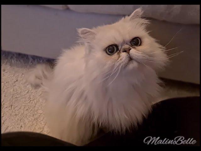 Pika 10 years old  Silver shaded Persian cat