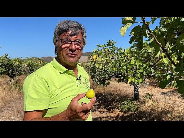 Em defesa da água no Algarve: agricultores inovam para manter o solo fértil