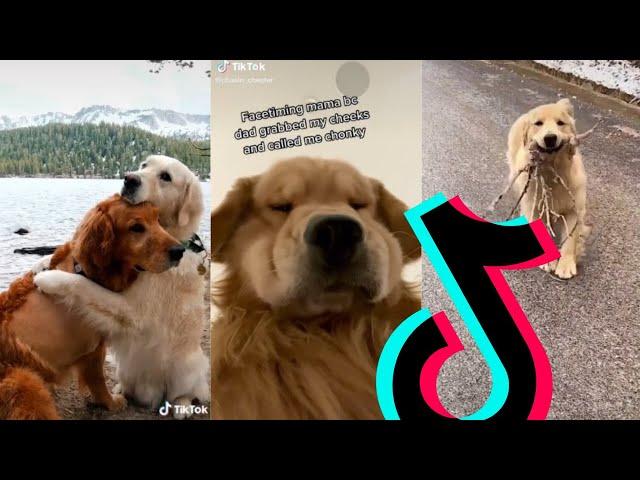 The Best Golden Retriever TikTok Compilation 2021 | Dogs Of TikTok