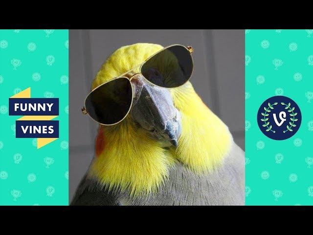 Funny BIRDS & PARROTS Compilation 2017 | Funny Vine