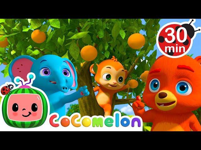 Grow Grow Grow Your Fruit (Animal Version) |  CoComelon Animal Time - Learning with Animals