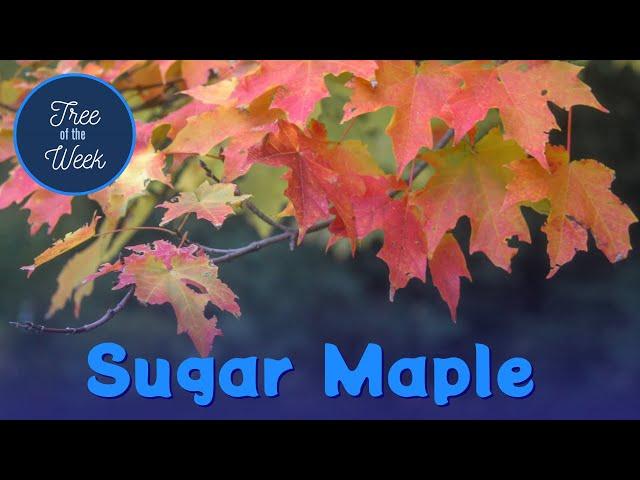 Tree of the Week: Sugar Maple