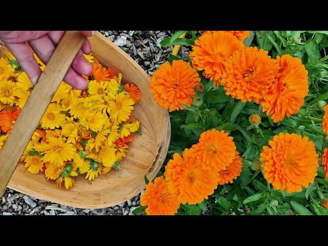 Growing and harvesting Calendula Flowers