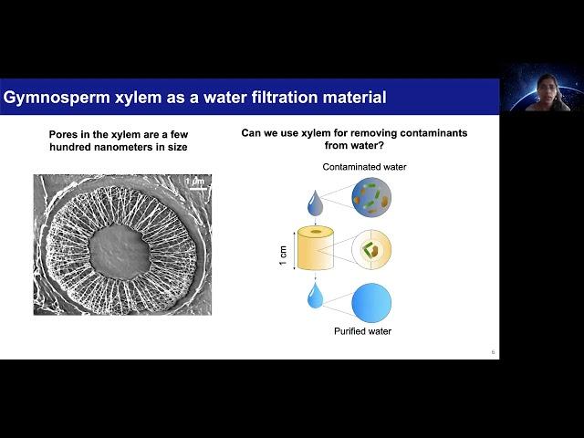 Development of water filters using plant xylem: 2021 MIT World Water Day video competition