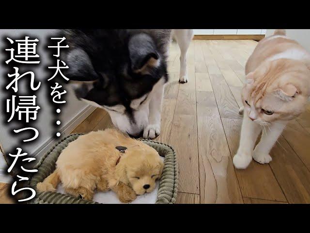 売れ残った子犬を連れ帰ったら先住猫と犬が大変なことに...