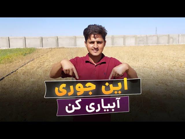 نحوه آبیاری مزرعه زعفران | شیوه های آبیاری رو یاد بگیرید