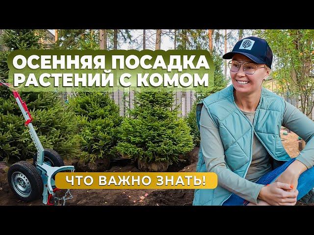 Осенняя посадка растений с комом. Что важно знать!