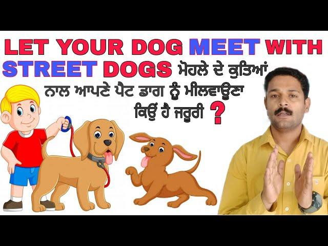 Let Your Dog Meet With Street Dogs