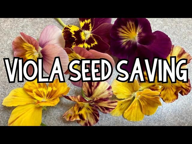 Saving seeds: How to harvest, dry and store VIOLA seeds. How to save PANSY seeds for next year.