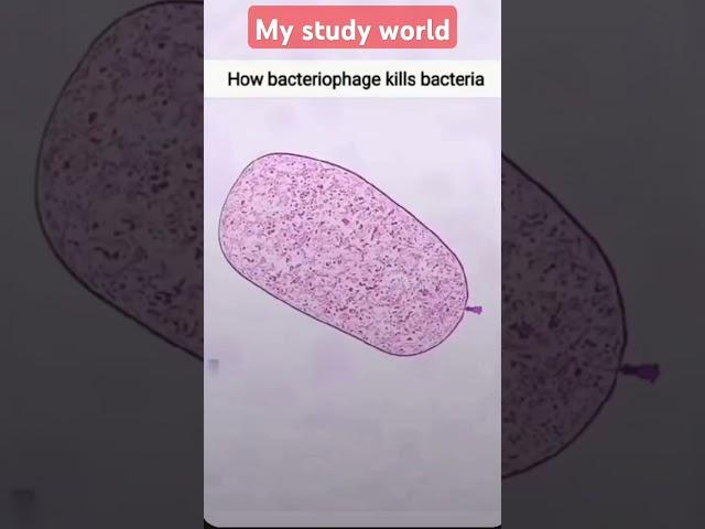 #bacteriophage #bacteria #viralvideo #prakashsir #mystudyworld