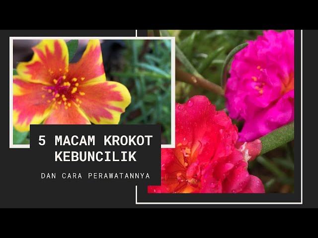 Klasifikasi Krokot ala KEBUNCILIK