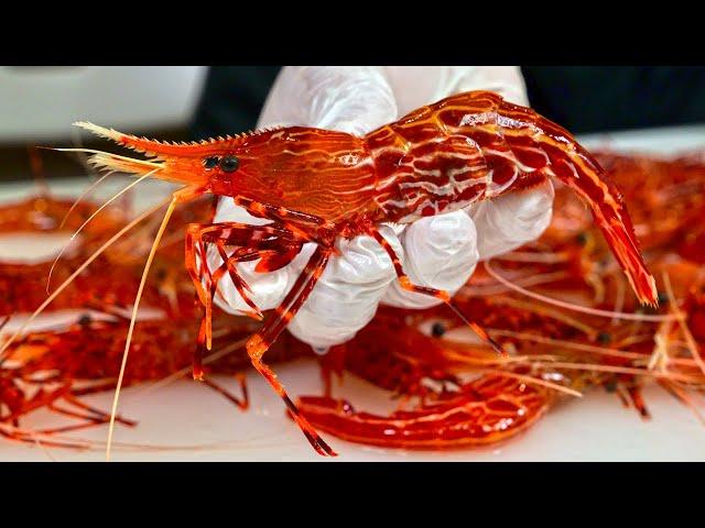 The most popular premium shrimp in Korea! Dokdo Shrimp