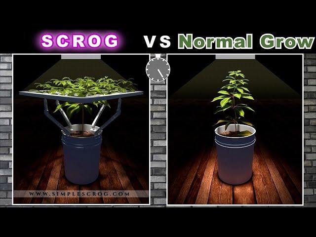 Scrog Grow vs Normal Grow (Animation)